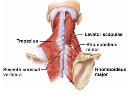 Is Pain Between Shoulder Blades Dangerous?